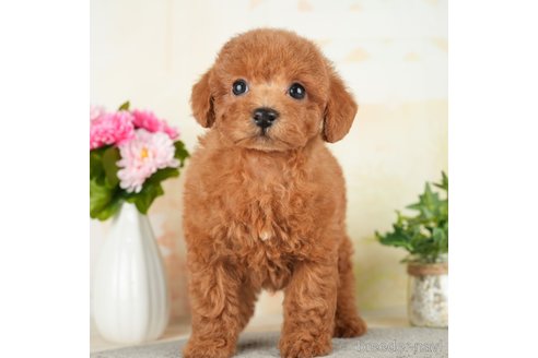 成約済の茨城県のトイプードル-283351の3枚目